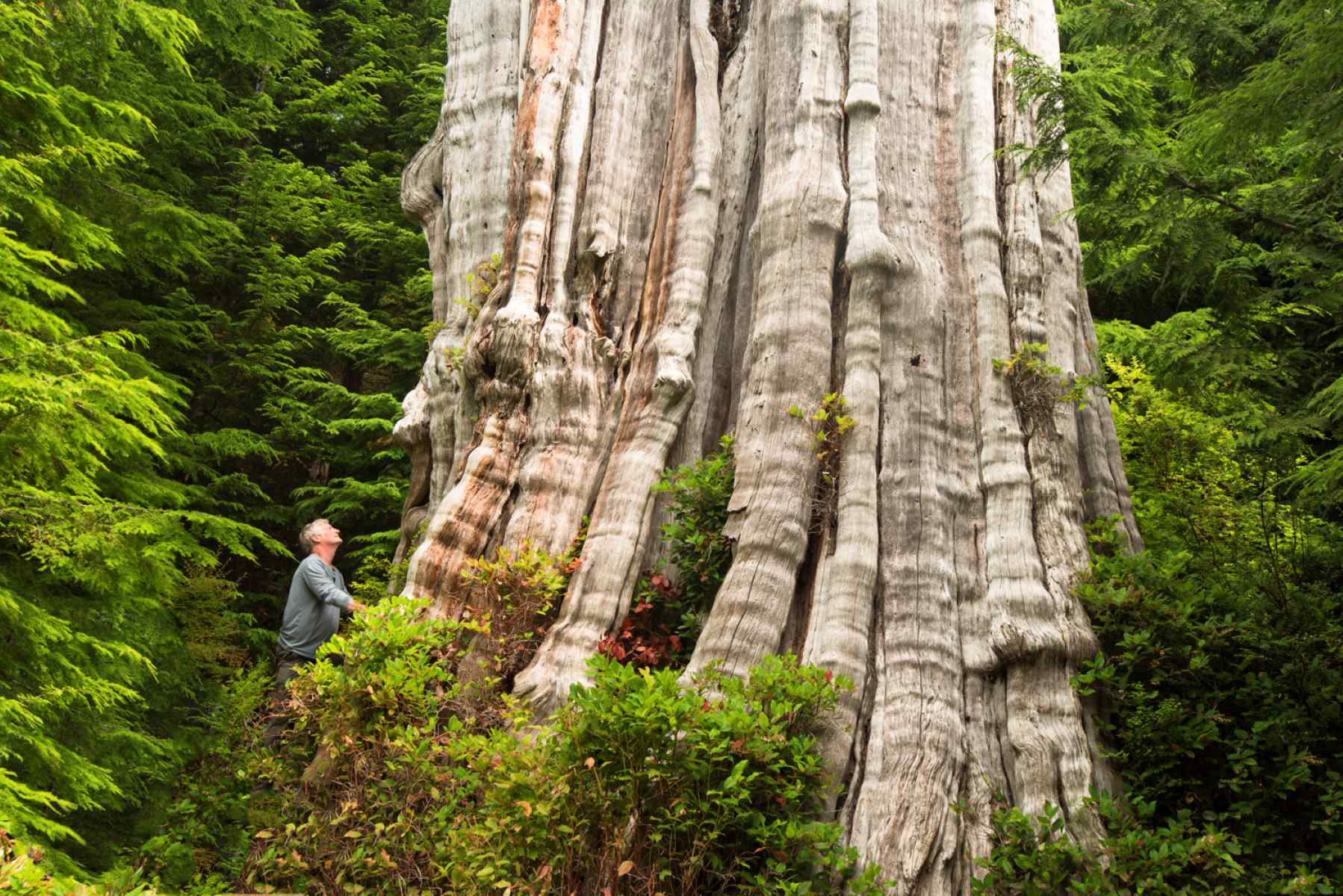 Mysteries-Of-Washington8217s-Ancient-Tree-Valley mysteries-of-washingtons-ancient-tree-valley