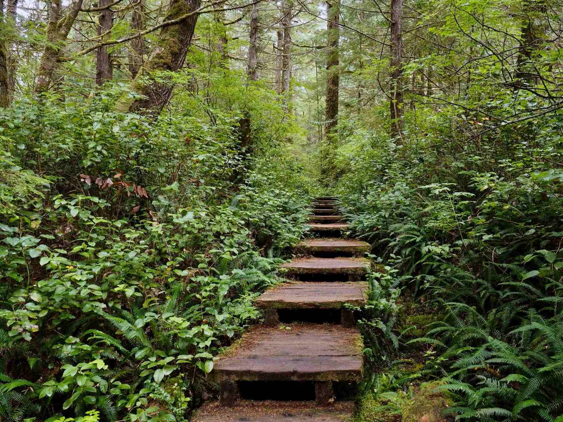 mysteries-of-washingtons-cape-alava-trails