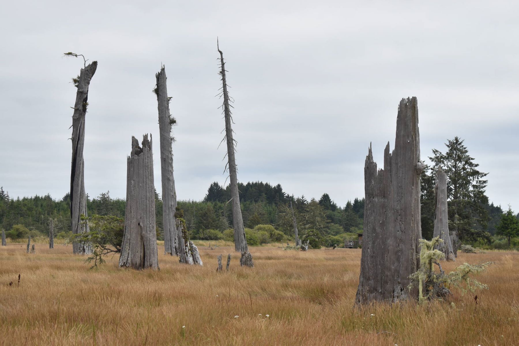 Mysteries-Of-Washington8217s-Ghost-Forests mysteries-of-washingtons-ghost-forests