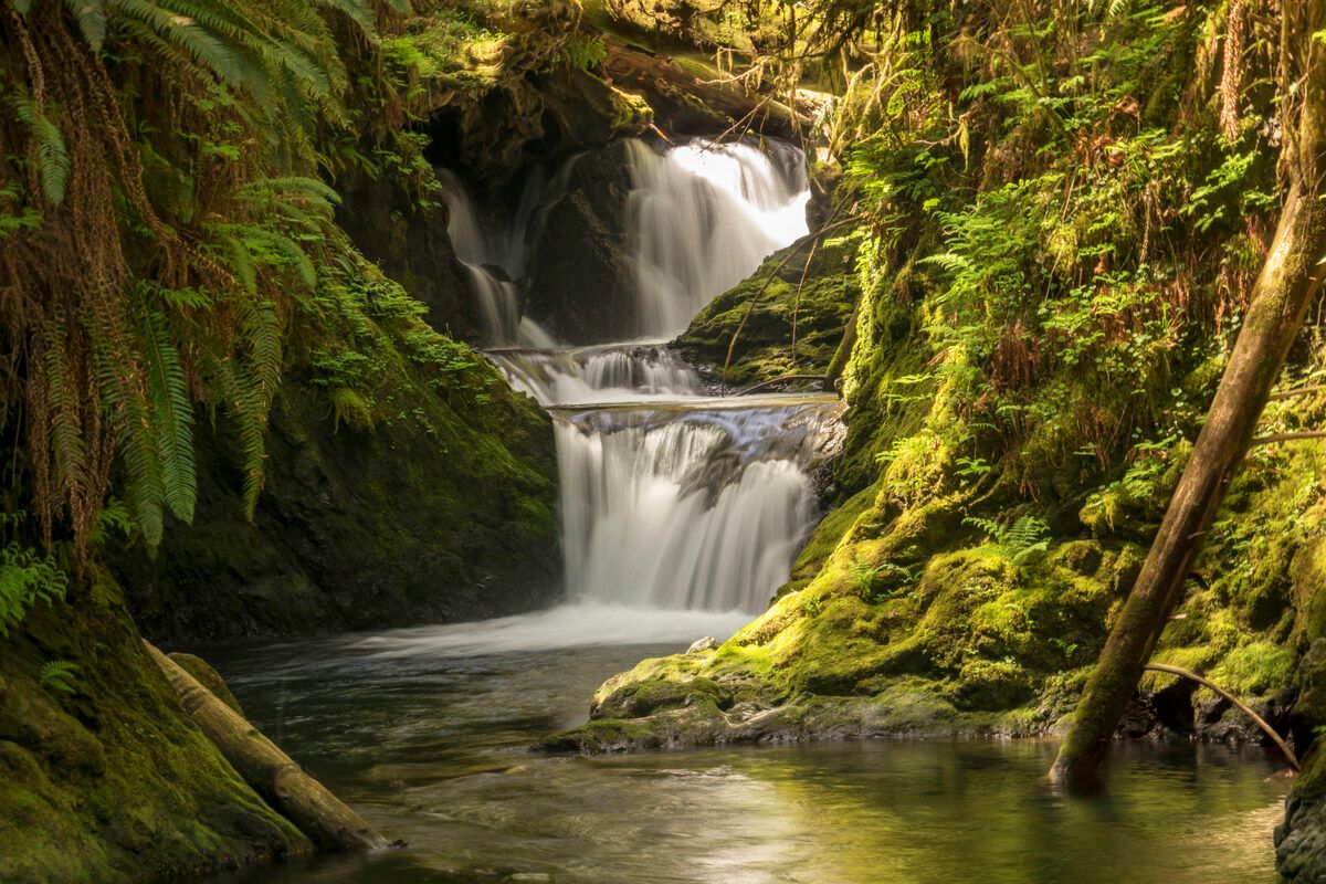 Mysteries-Of-Washington8217s-Olympic-Rain-Forest mysteries-of-washingtons-olympic-rain-forest
