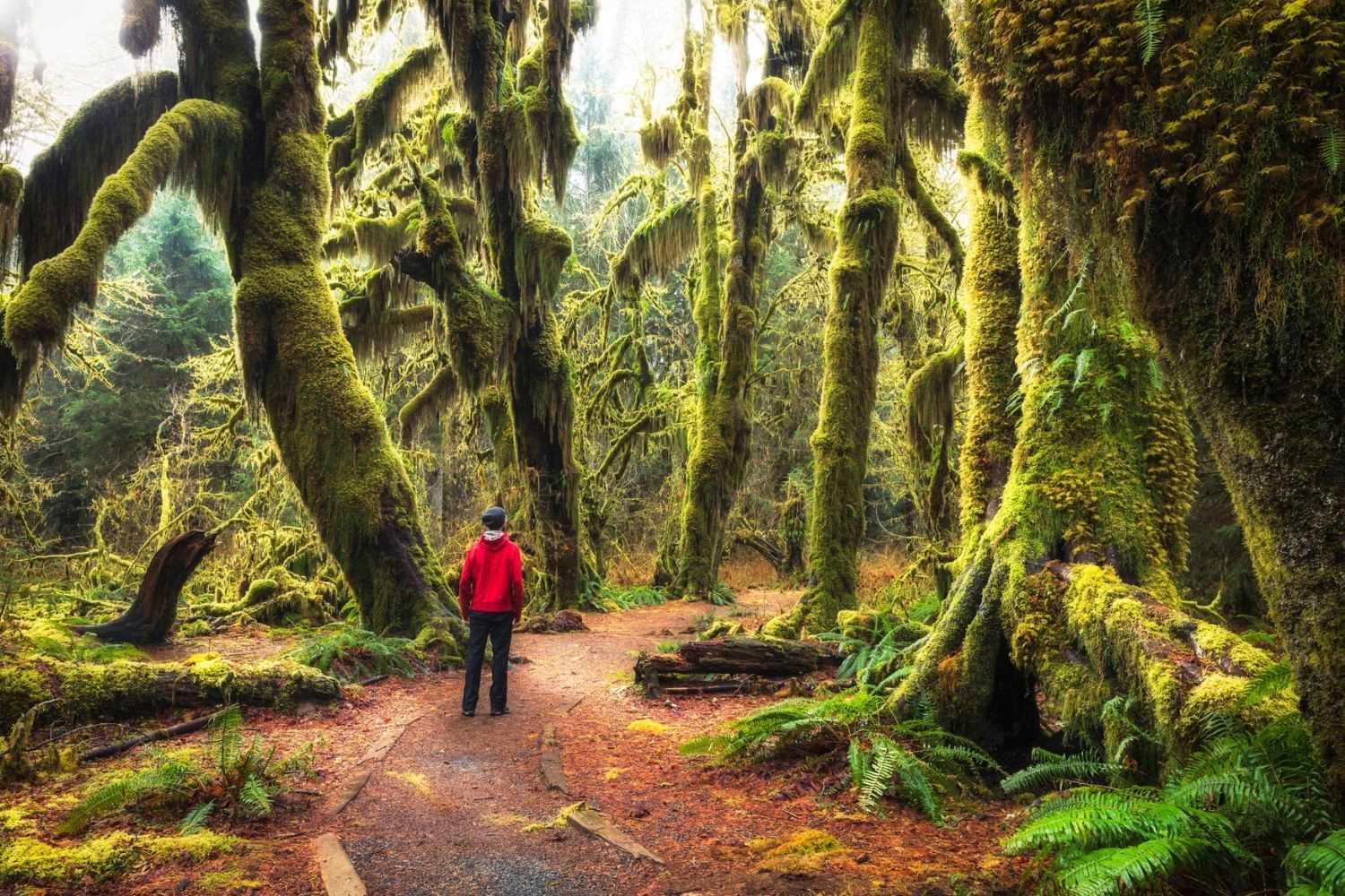 Mysteries-Of-Washington8217s-Olympic-Rainforest mysteries-of-washingtons-olympic-rainforest