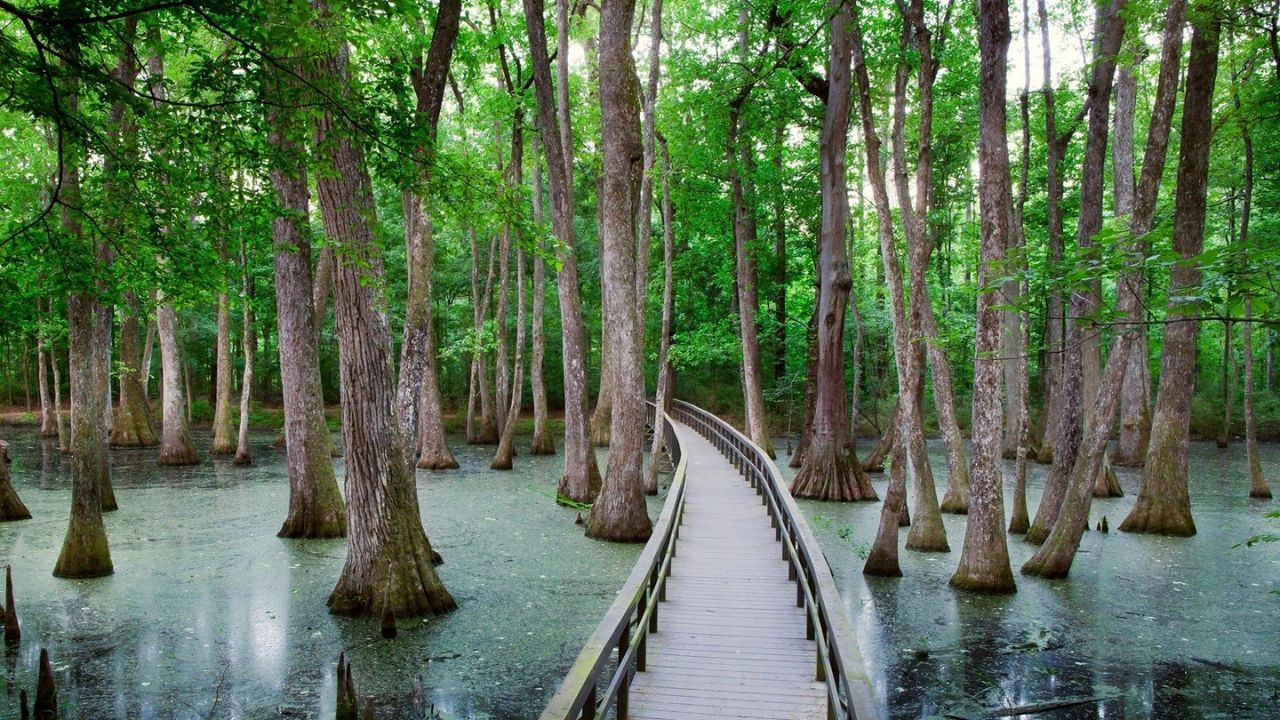 Mystery-Lakes-In-Mississippi8217s-Cypress-Swamp mystery-lakes-in-mississippis-cypress-swamp