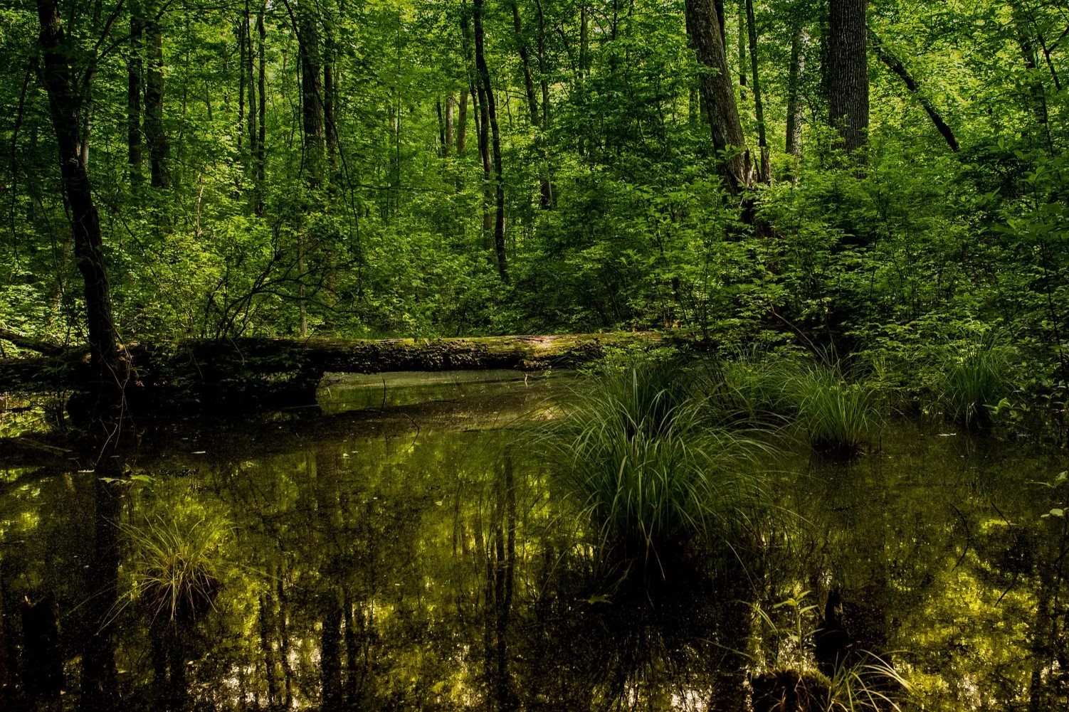 Mystery-Lakes-Of-New-Jersey8217s-Cedar-Swamp mystery-lakes-of-new-jerseys-cedar-swamp