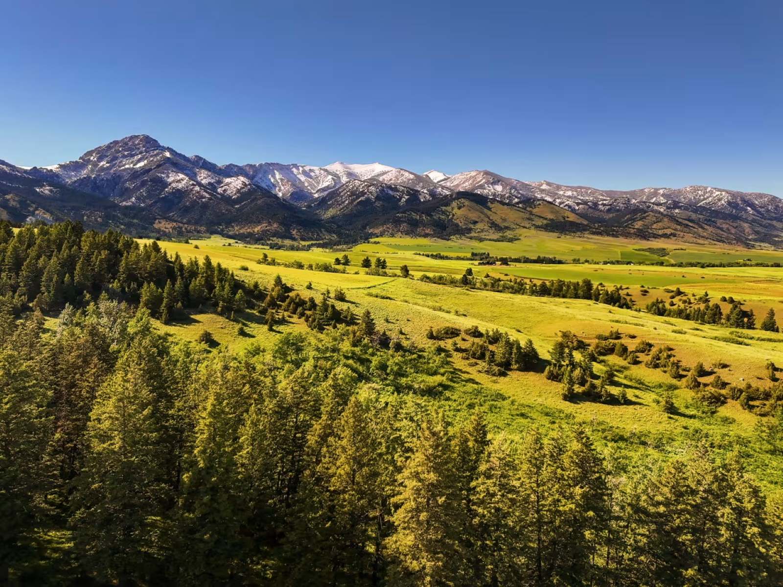mystery-of-shadow-walker-woods-in-montana