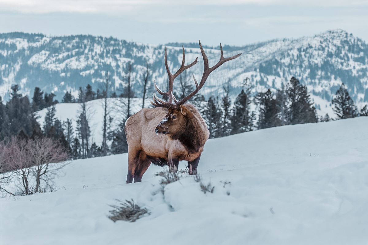 mystery-trail-of-colorados-elk