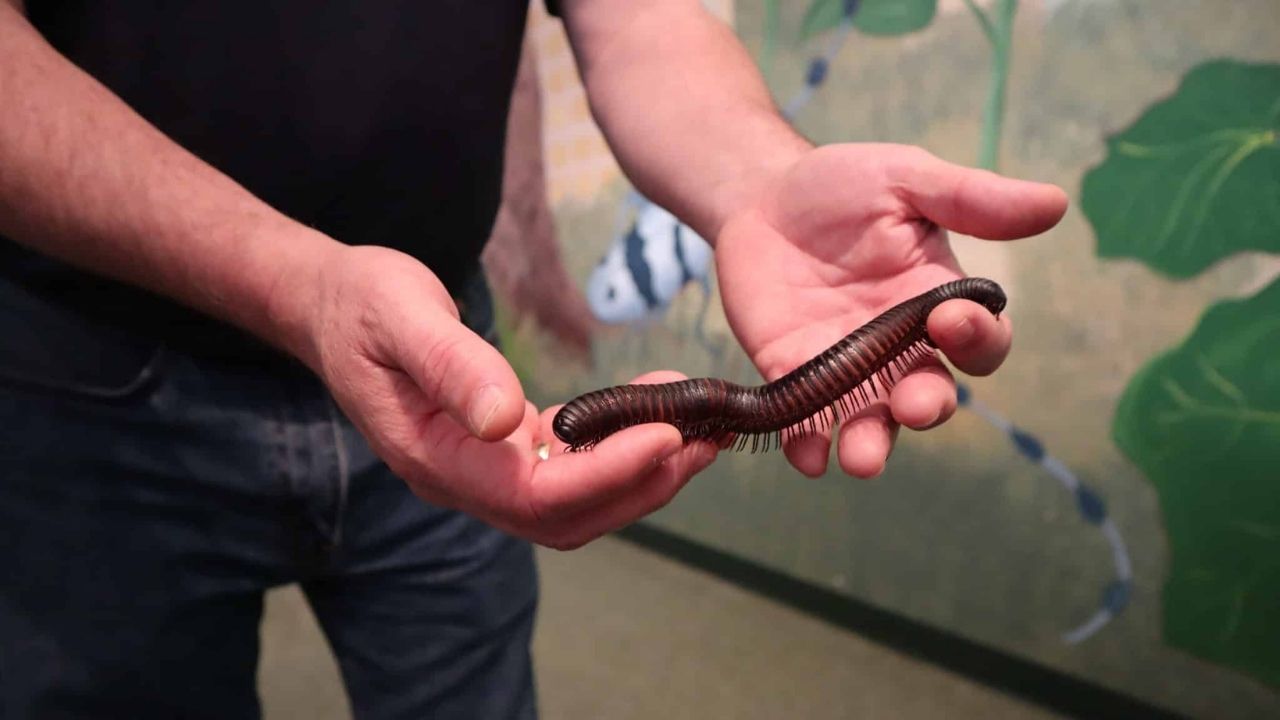 New-Jersey8217s-Secret-Bug-Museum-Adventure new-jerseys-secret-bug-museum-adventure