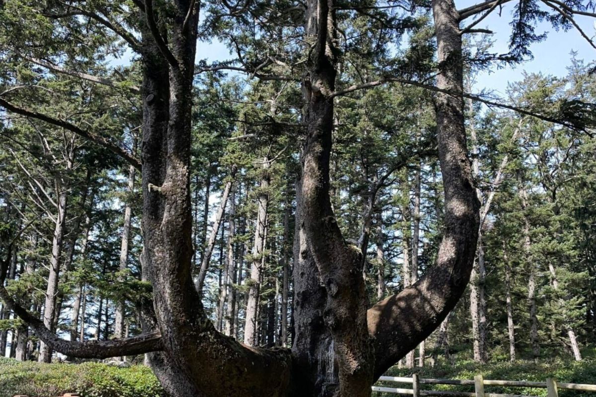 Oregon8217s-Mysterious-Octopus-Tree-With-Tentacle-Branches oregons-mysterious-octopus-tree-with-tentacle-branches