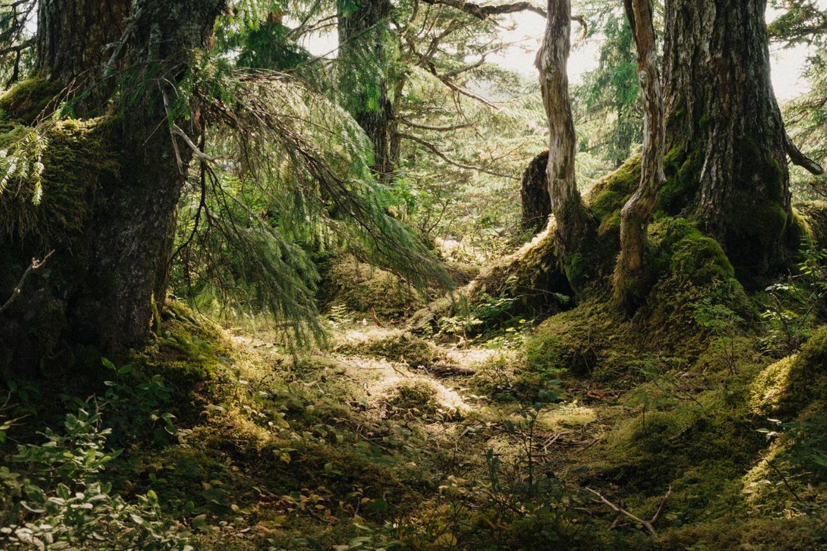 sacred-groves-of-alaskas-tongass