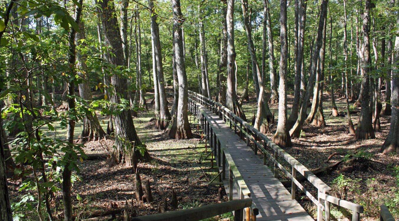 Sacred-Groves-Of-Mississippi8217s-Natchez-Trace sacred-groves-of-mississippis-natchez-trace