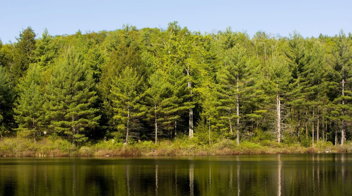 sacred-groves-of-new-hampshires-sunapee