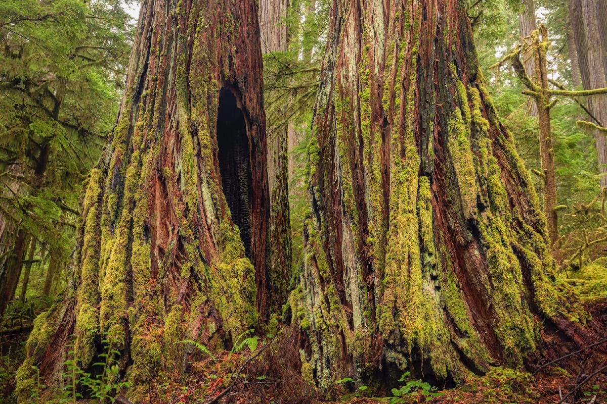 Sacred-Groves-Of-Oregon8217s-Old-Growth sacred-groves-of-oregons-old-growth