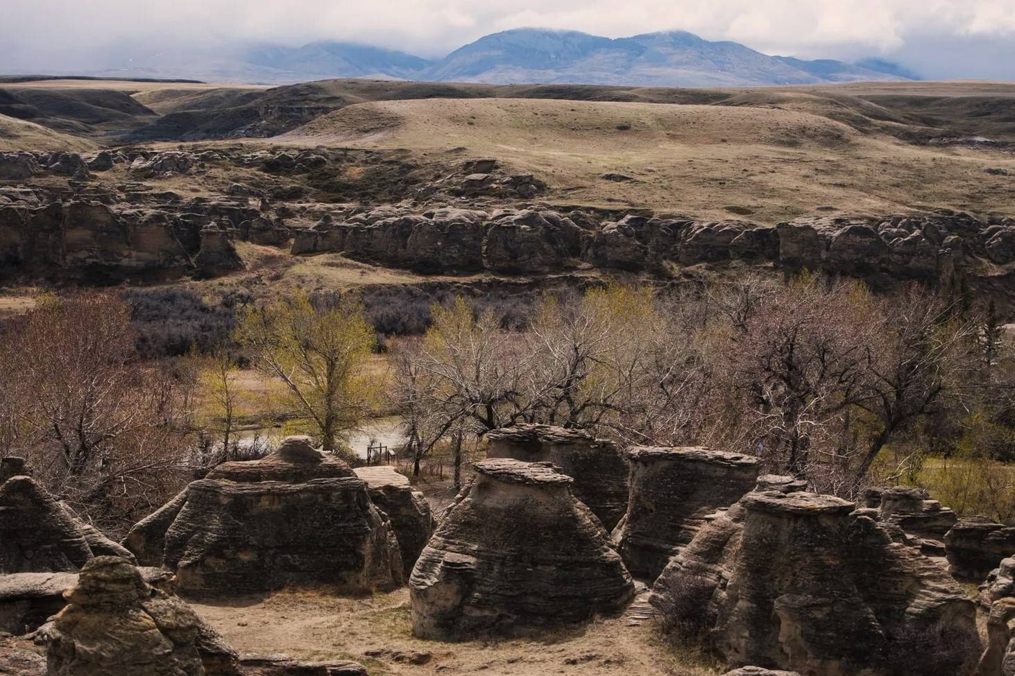Sacred-Stone-Circles-Of-Montana8217s-Sweet-Grass sacred-stone-circles-of-montanas-sweet-grass