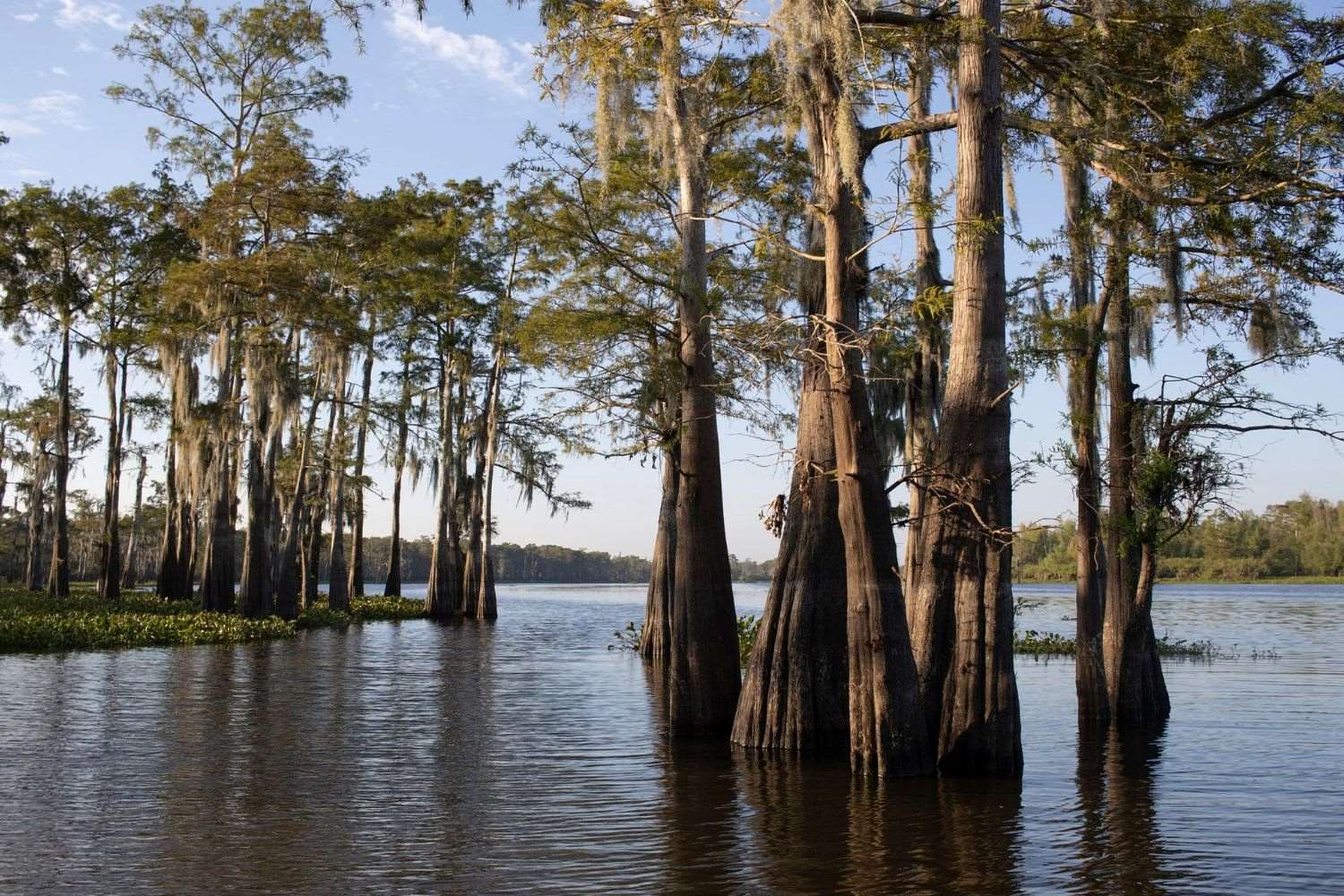 Sacred-Waters-Of-Louisiana8217s-Atchafalaya sacred-waters-of-louisianas-atchafalaya
