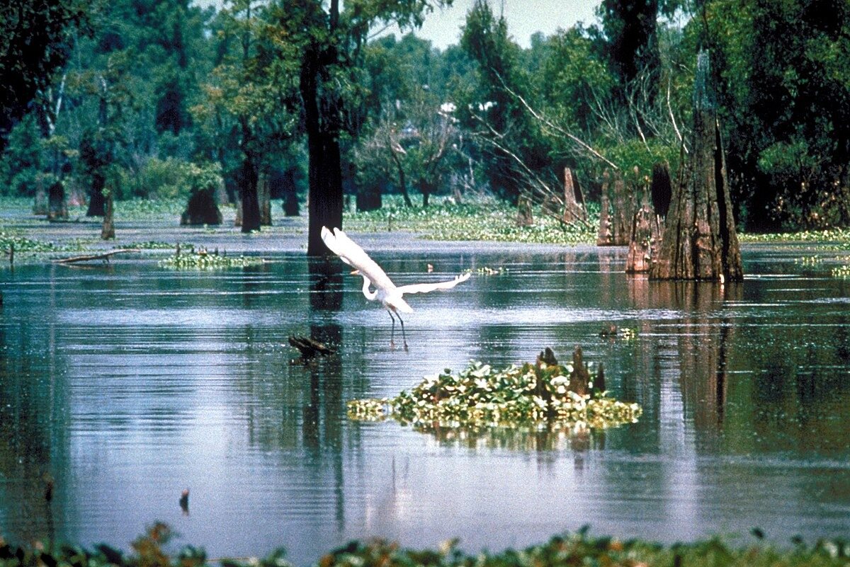 sacred-waters-of-louisianas-catahoula