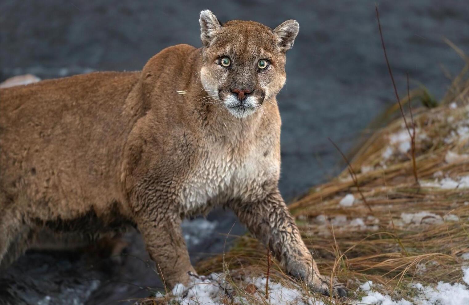 secret-mountain-lions-of-montanas-pryor-range