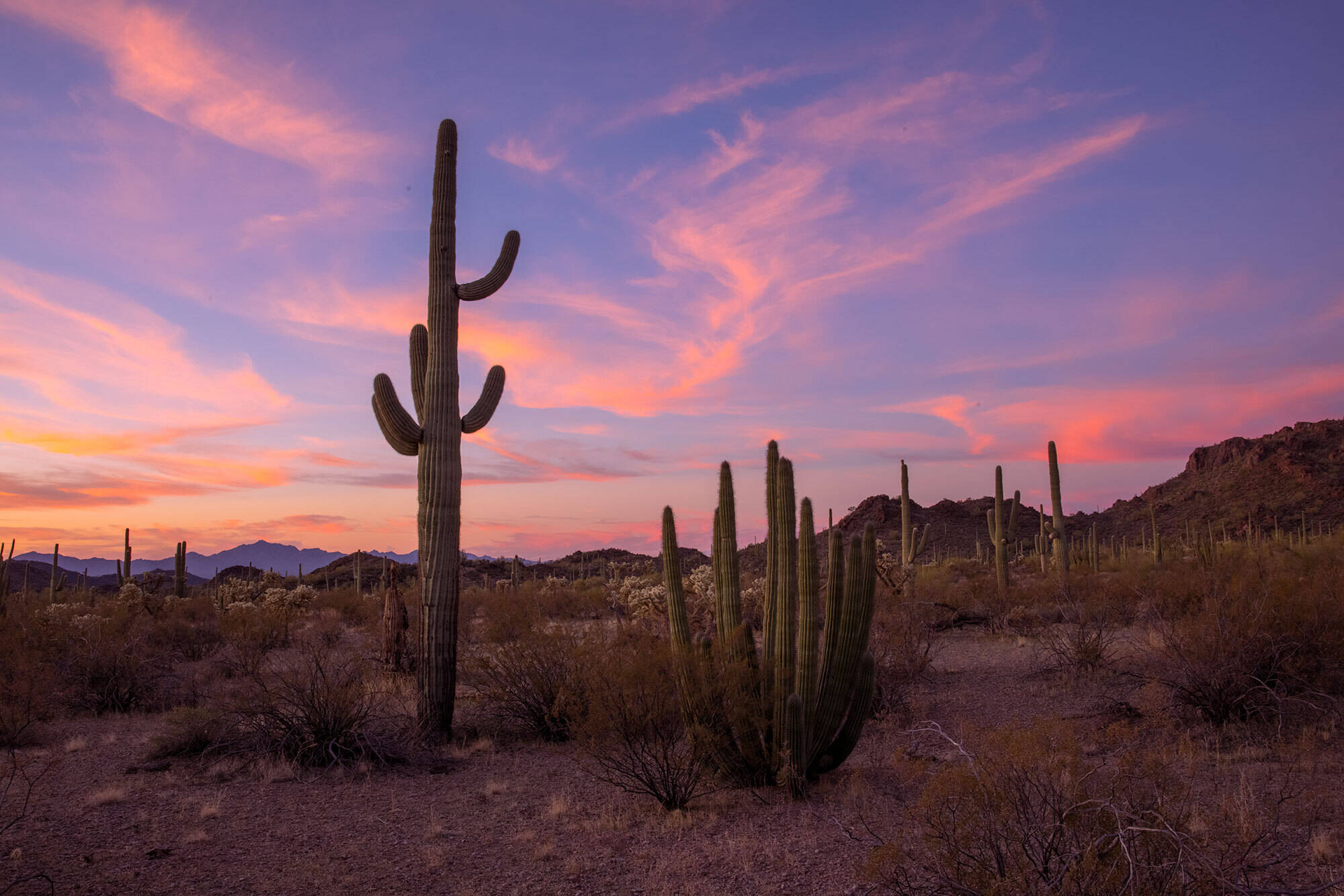 Secret-Springs-Of-Arizona8217s-Organ-Pipe secret-springs-of-arizonas-organ-pipe