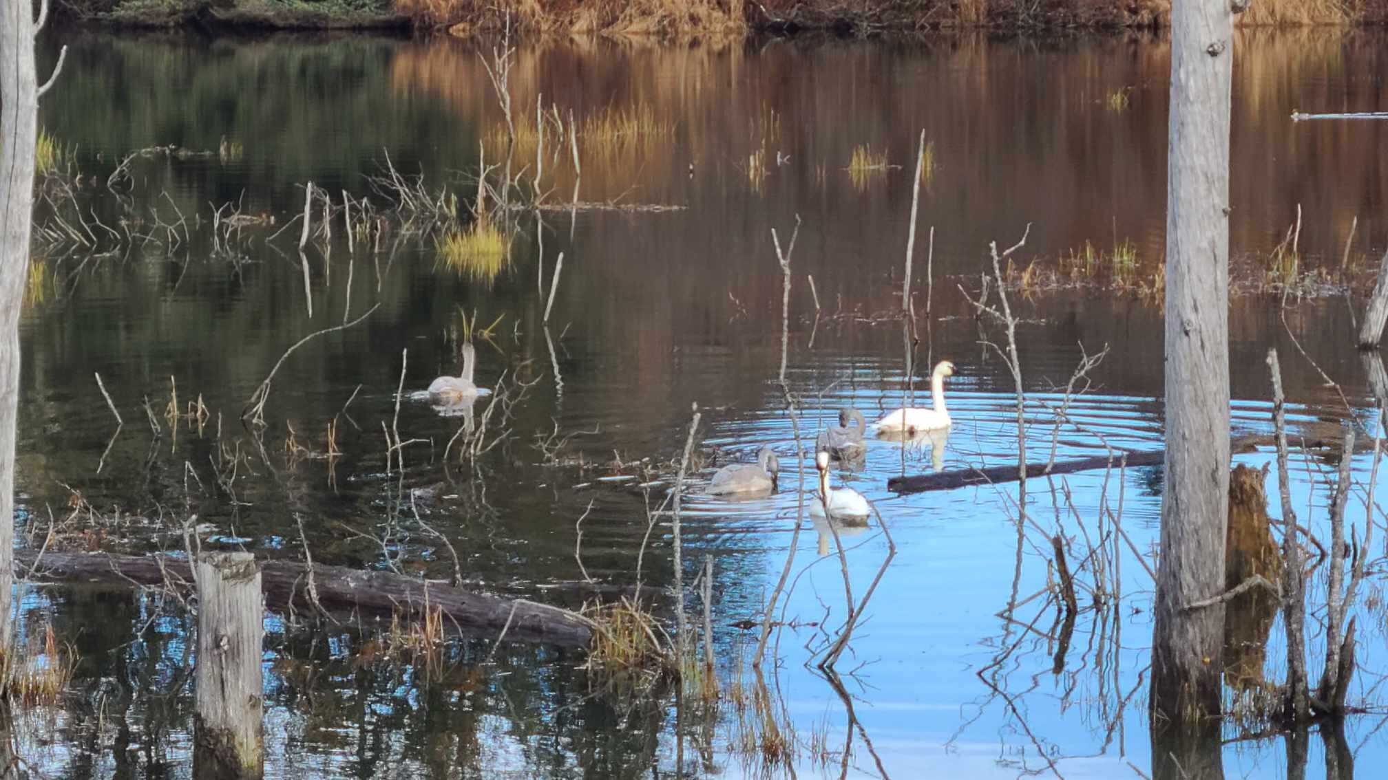 secret-swan-lakes-of-alaskas-copper-river