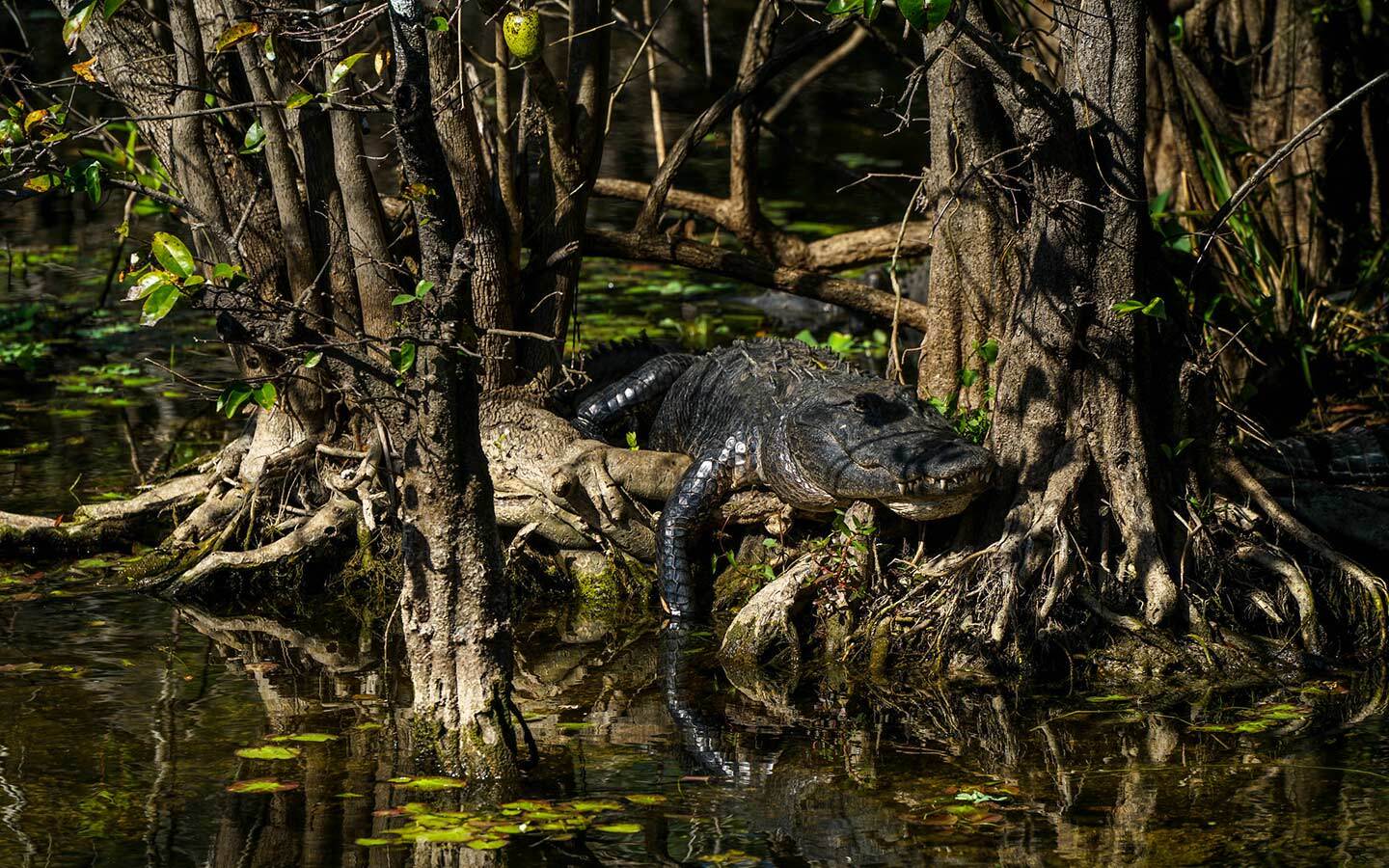 Secret-Waters-Of-Florida8217s-Big-Cypress secret-waters-of-floridas-big-cypress