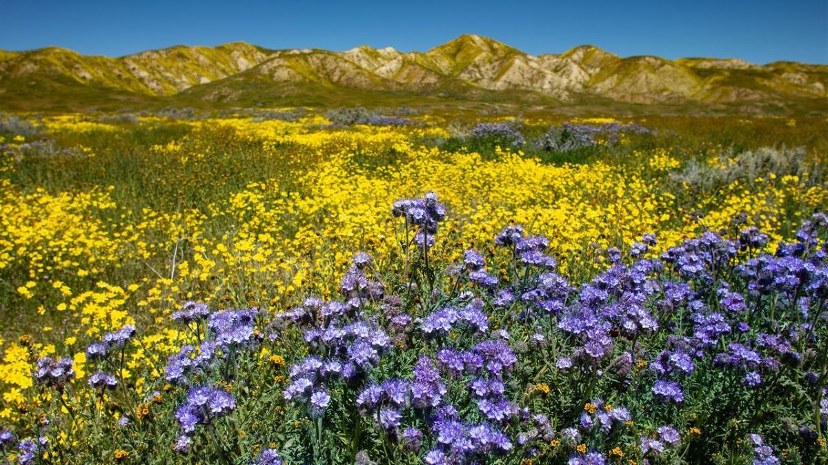 Secret-Wildflower-Meadows-Of-California8217s-Death-Valley secret-wildflower-meadows-of-californias-death-valley