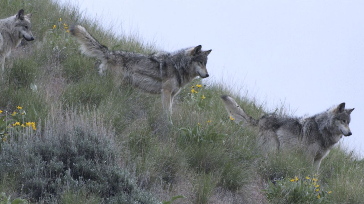 Secret-Wolf-Dens-Of-Idaho8217s-River-Of-No-Return secret-wolf-dens-of-idahos-river-of-no-return