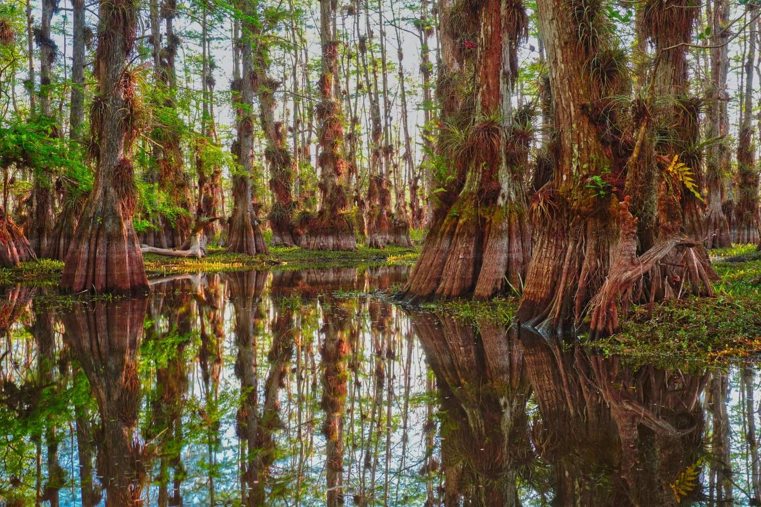Secrets-Beneath-Florida8217s-Big-Cypress-Waters secrets-beneath-floridas-big-cypress-waters