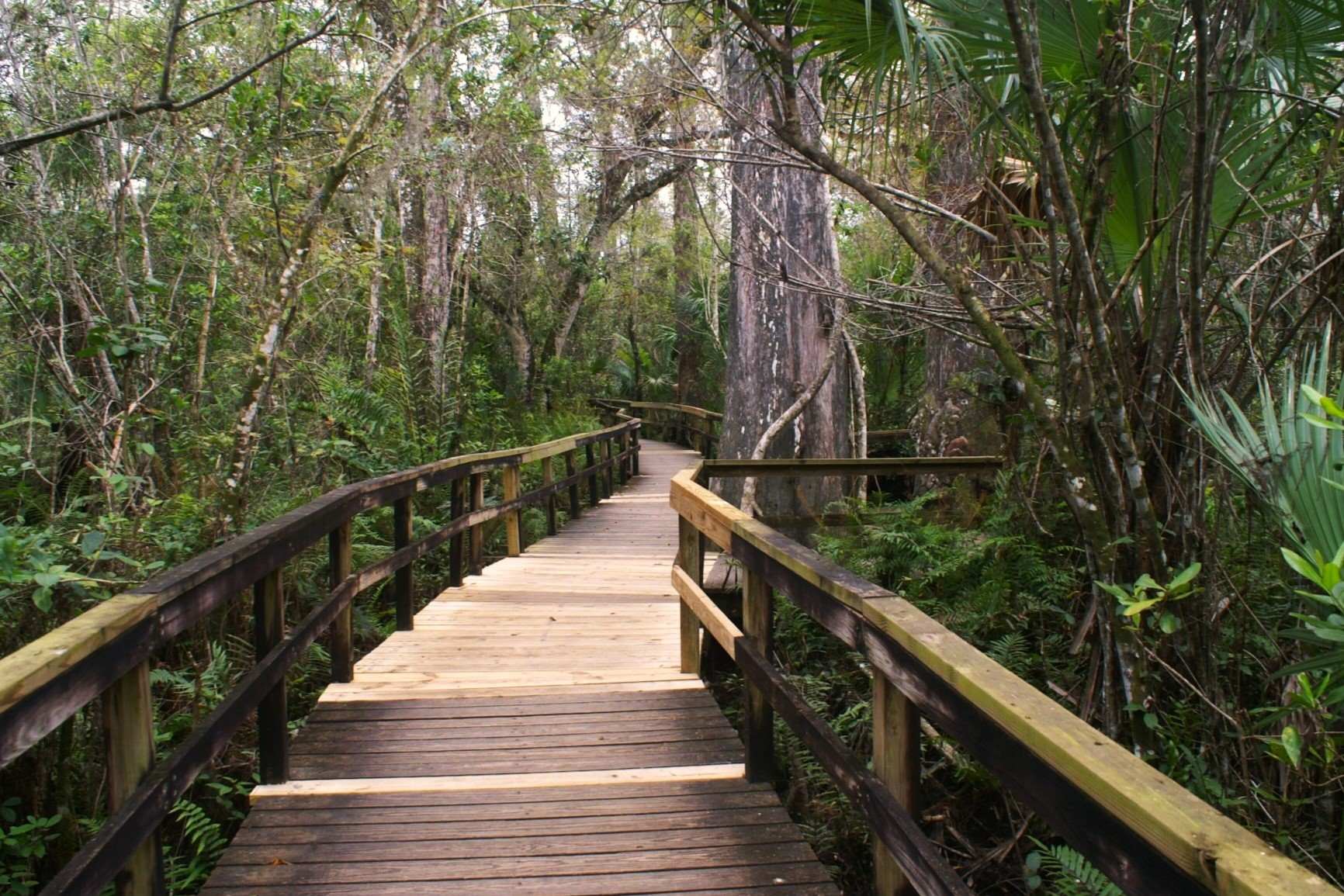 Secrets-Beneath-Florida8217s-Fakahatchee-Waters secrets-beneath-floridas-fakahatchee-waters
