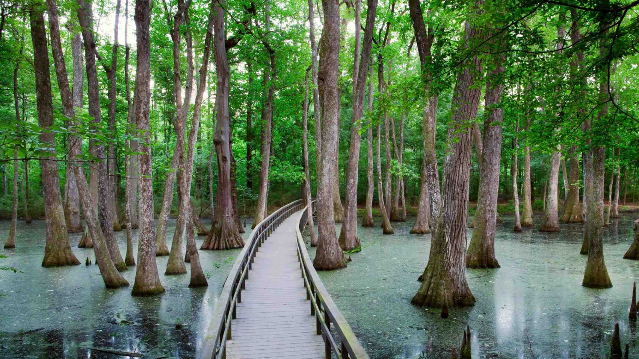 Secrets-Beneath-Mississippi8217s-Cypress-Swamp secrets-beneath-mississippis-cypress-swamp