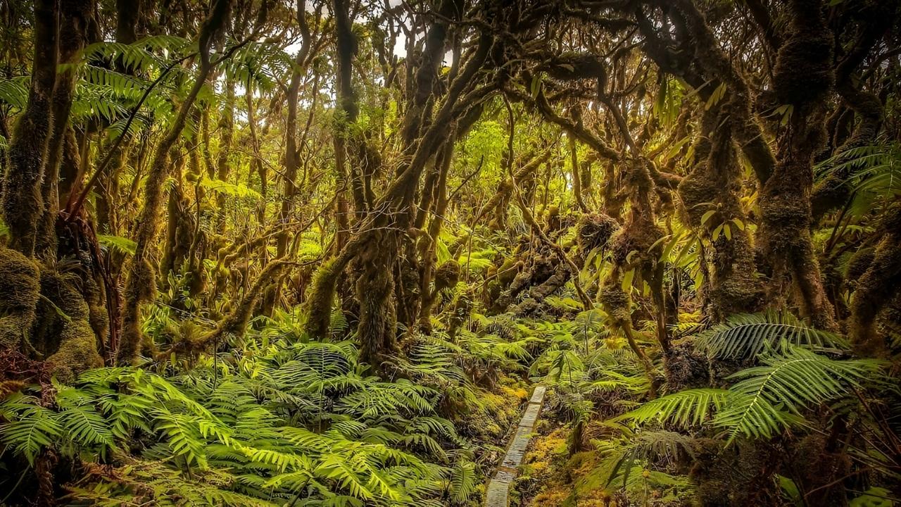 Secrets-Hidden-In-Hawaii8217s-Molokai-Forest secrets-hidden-in-hawaiis-molokai-forest