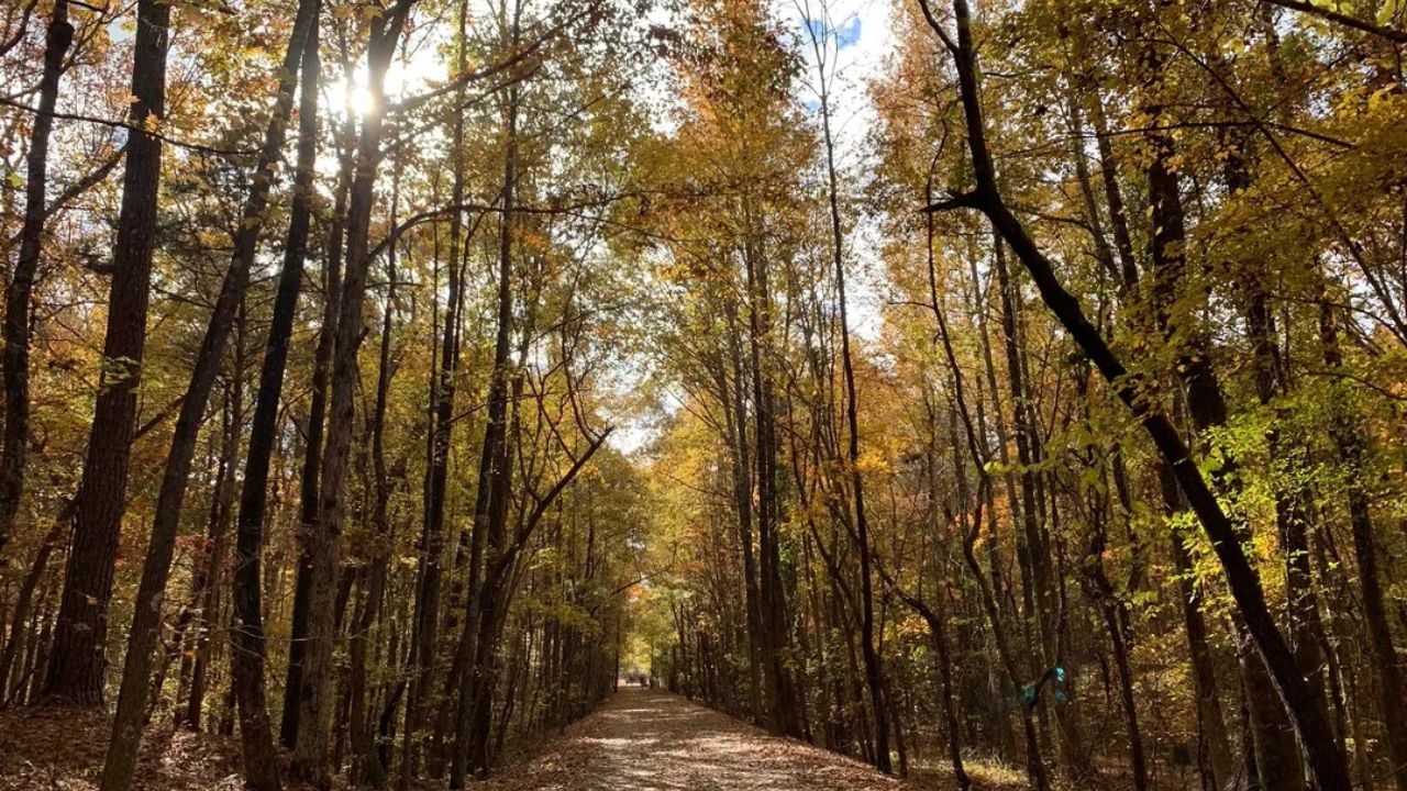 Secrets-Of-Ancient-Paths-In-Oxford-Mississippi secrets-of-ancient-paths-in-oxford-mississippi