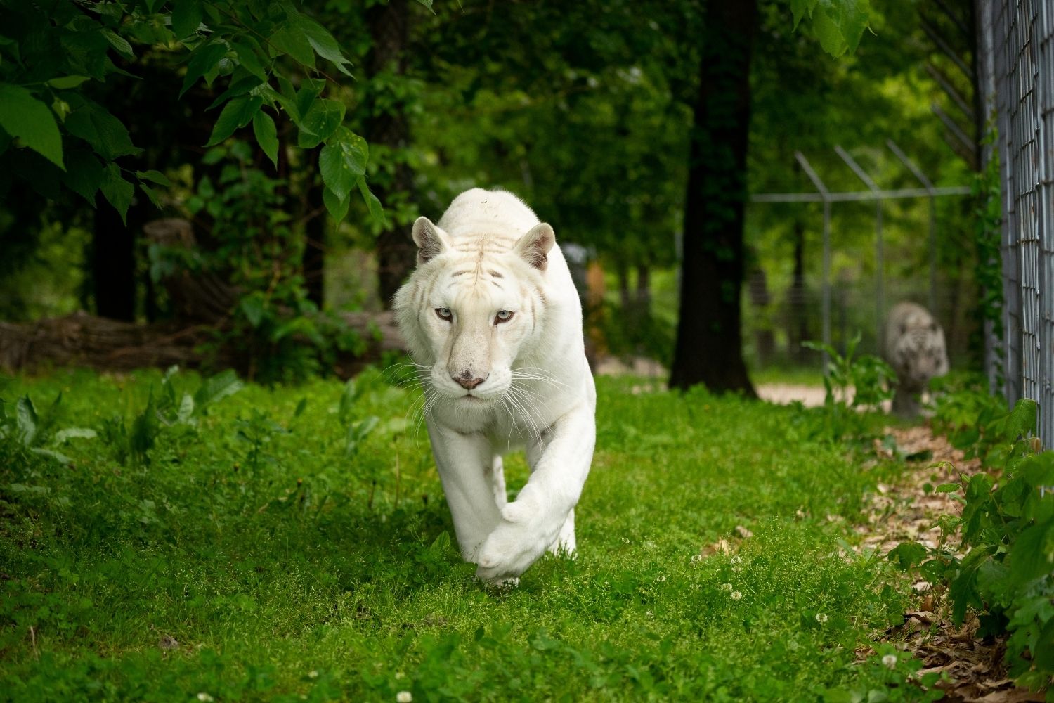 secrets-of-arkansas-turpentine-creek-wildlife-refuge
