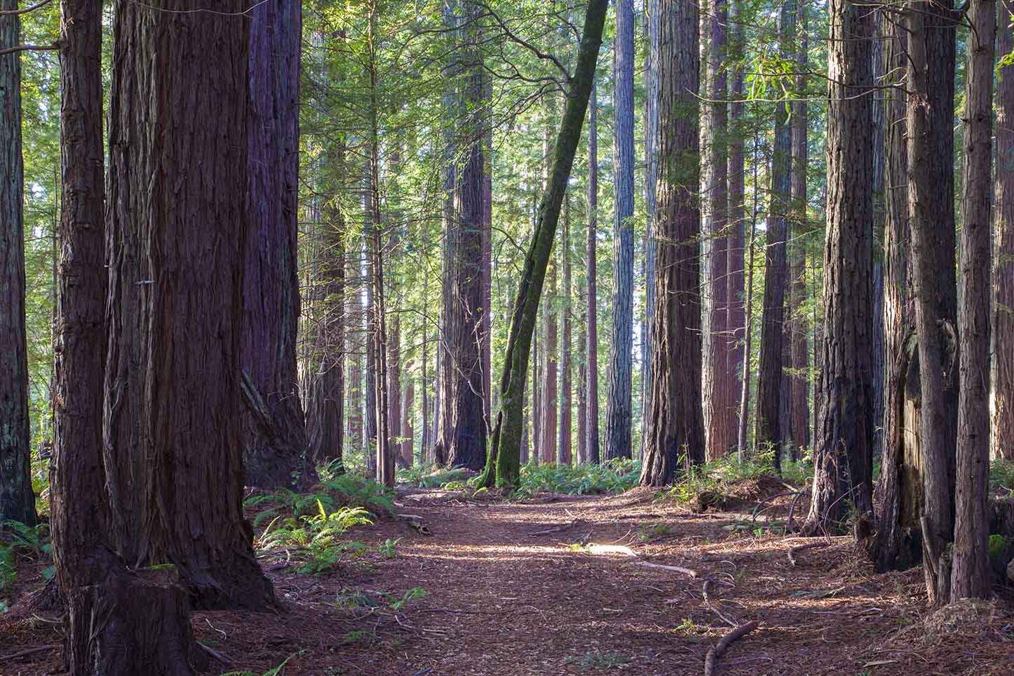 secrets-of-californias-mendocino-tree-groves
