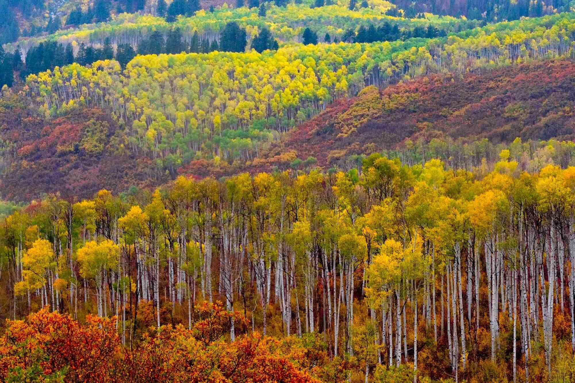 secrets-of-colorados-west-elk-forest