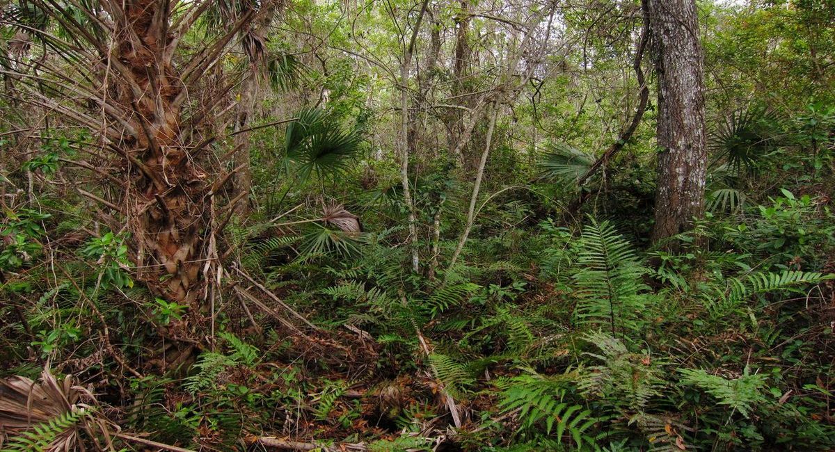 Secrets-Of-Florida8217s-Fakahatchee-Strand secrets-of-floridas-fakahatchee-strand
