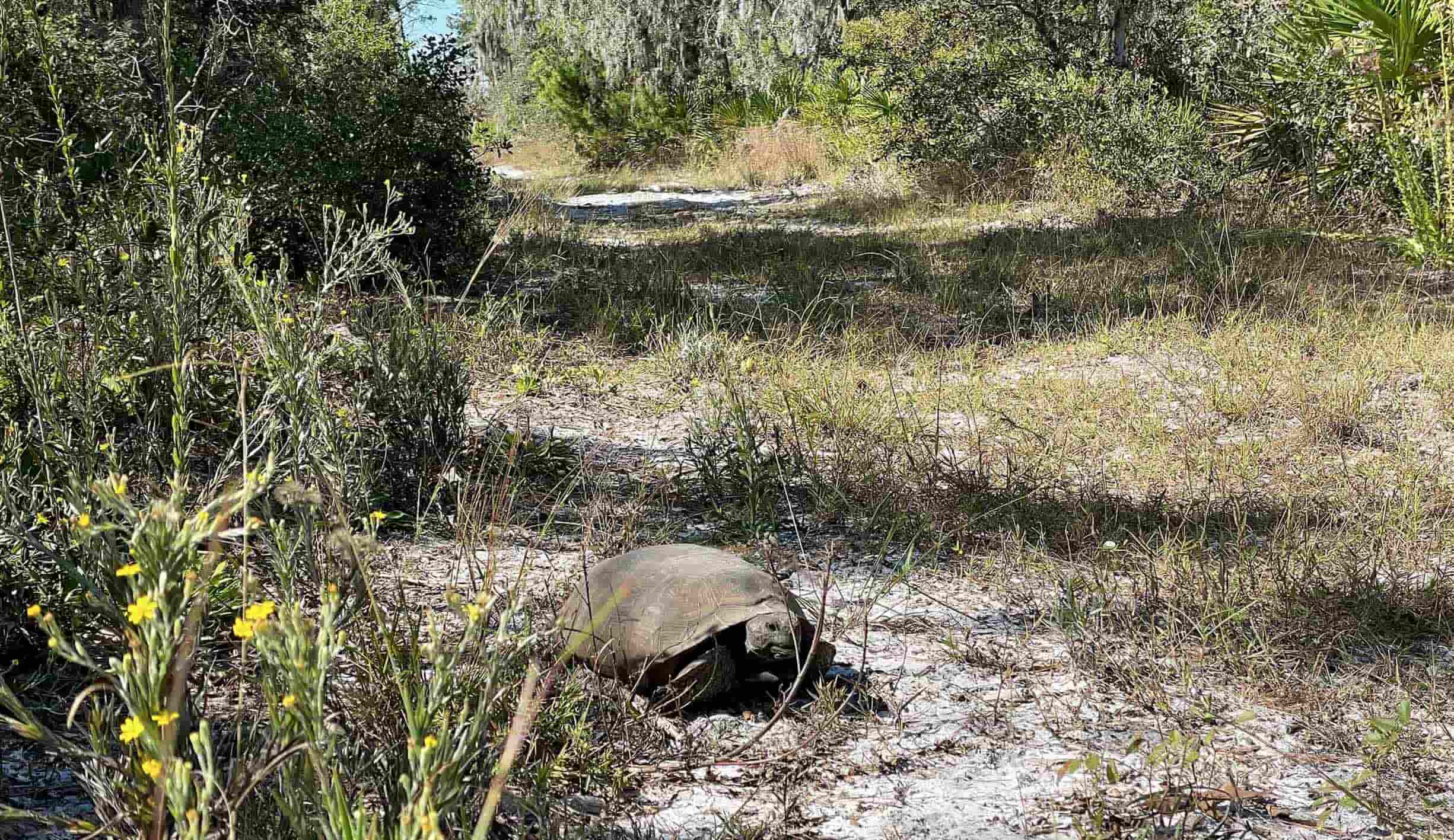 secrets-of-floridas-gopher-river-trails