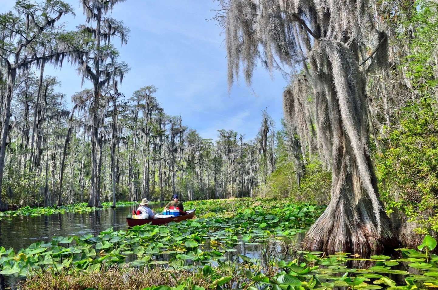 Secrets-Of-Georgia8217s-Okefenokee secrets-of-georgias-okefenokee