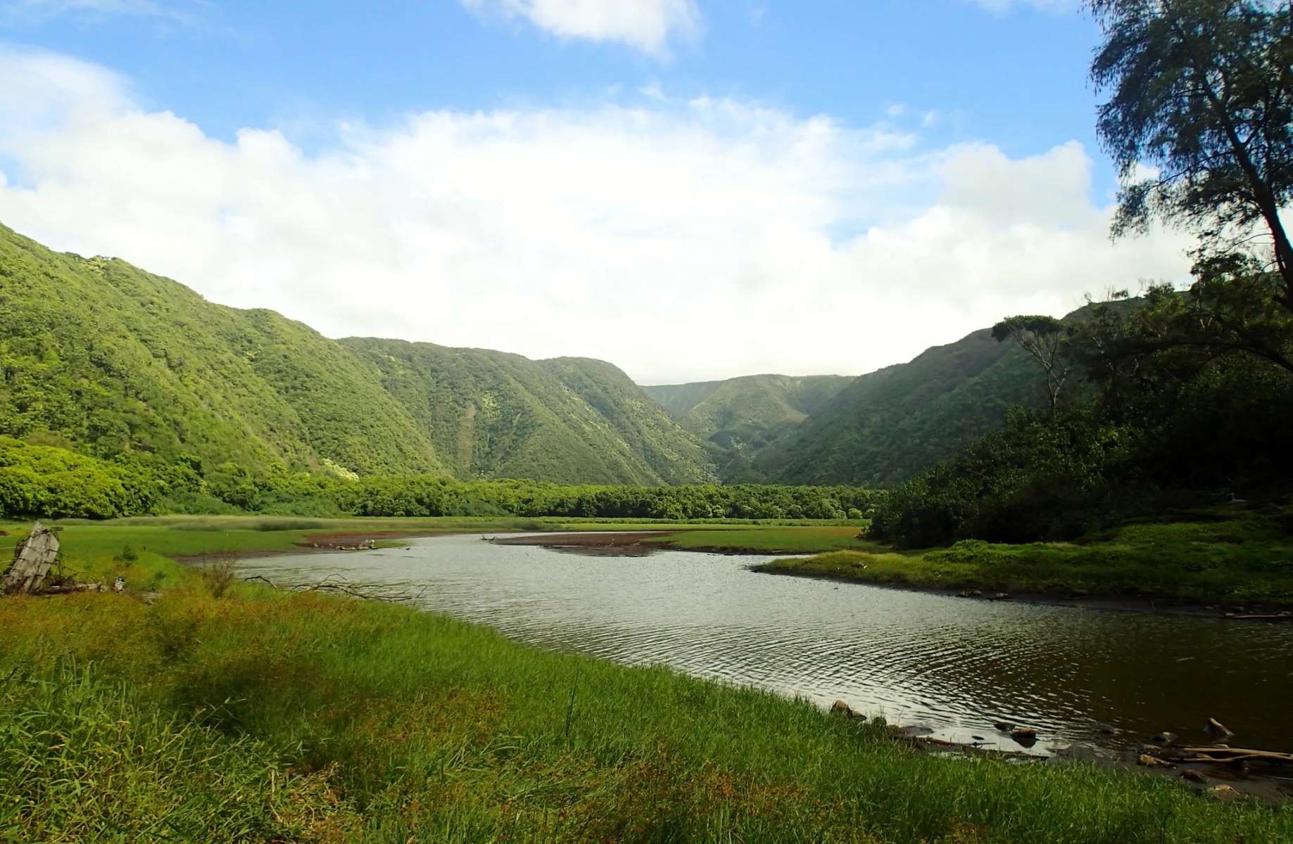 secrets-of-hawaiis-kohala-forests