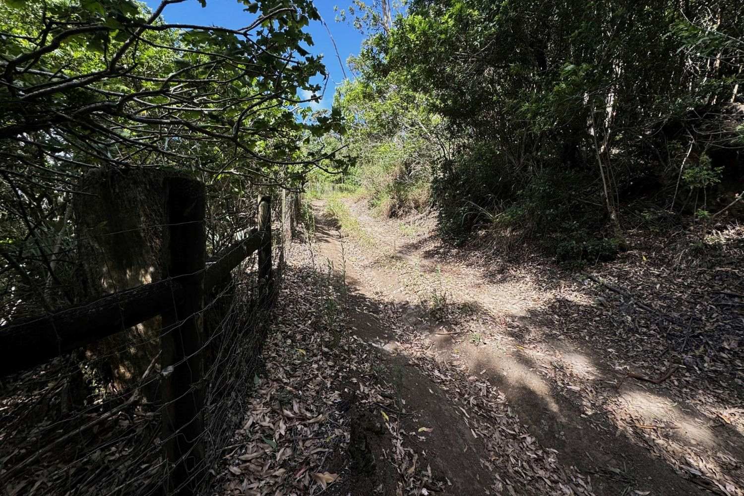 secrets-of-hawaiis-waianae-woods