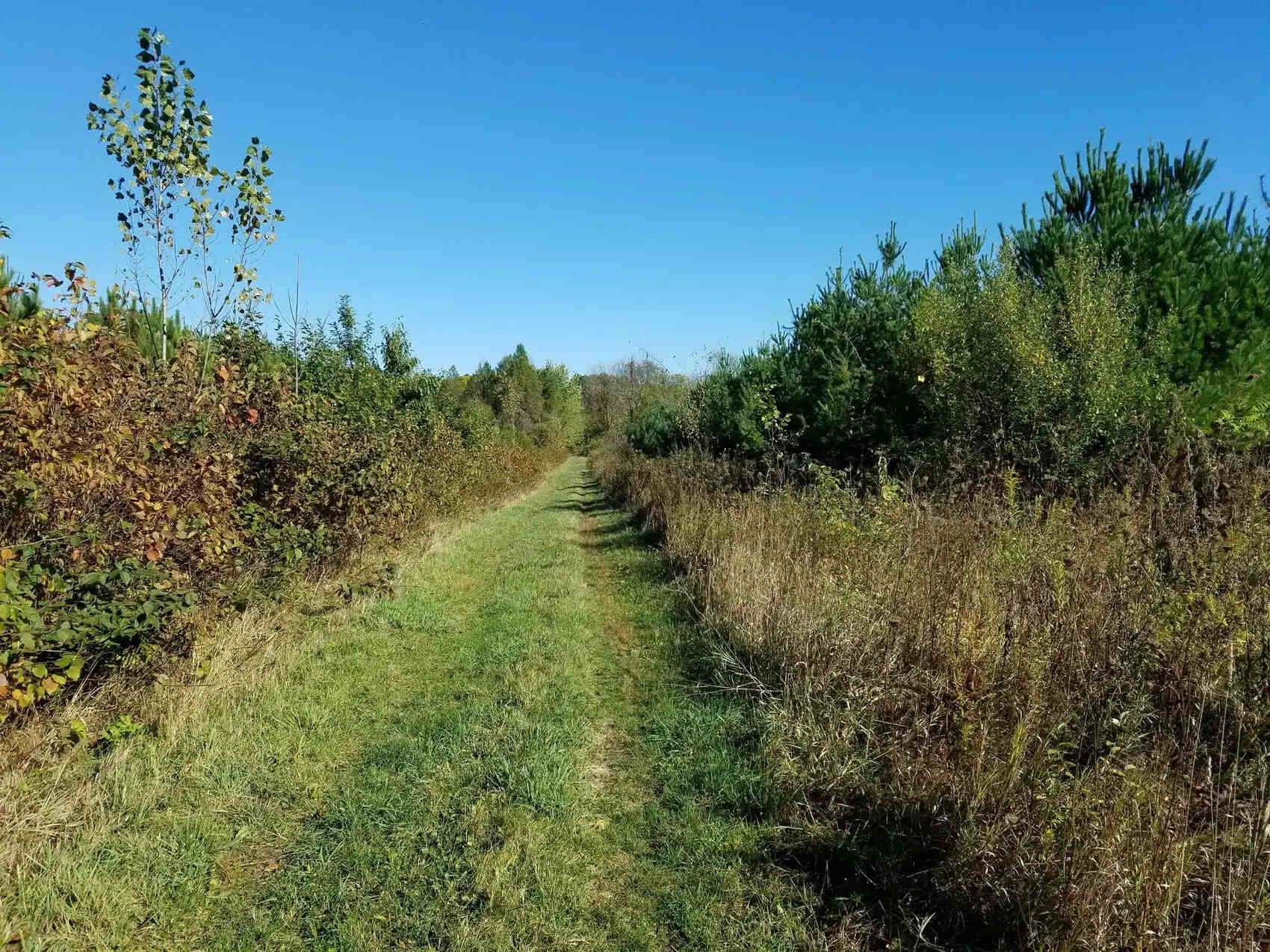 secrets-of-iowas-yellow-river-forest
