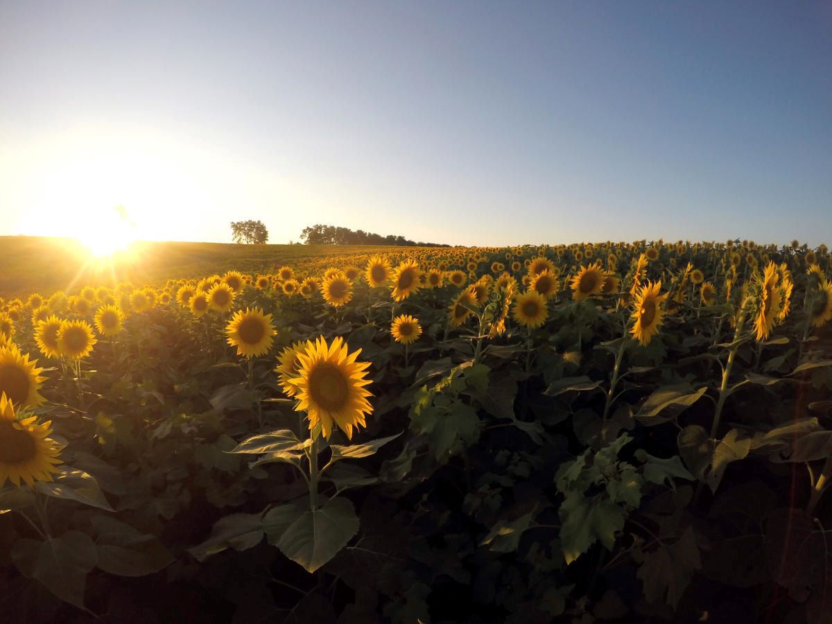 secrets-of-kansas-mount-sunflower