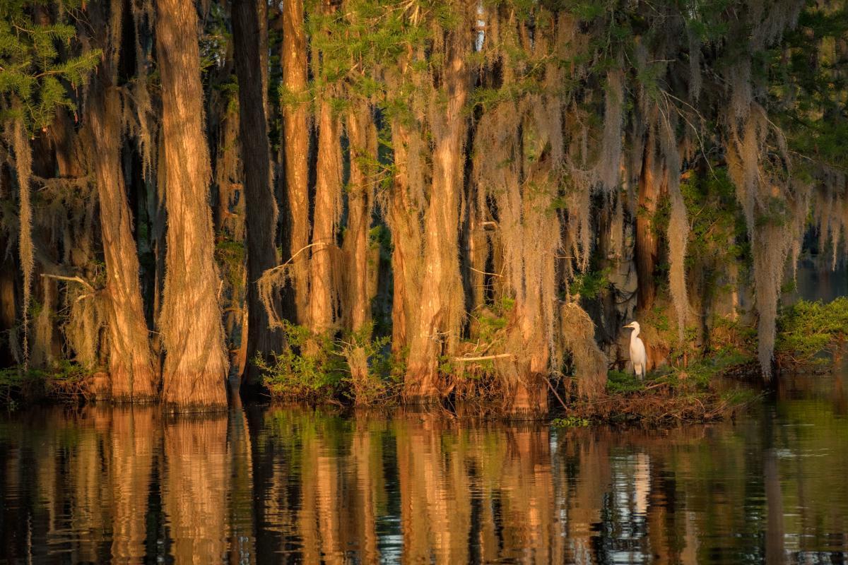 Secrets-Of-Louisiana8217s-Atchafalaya-Basin secrets-of-louisianas-atchafalaya-basin