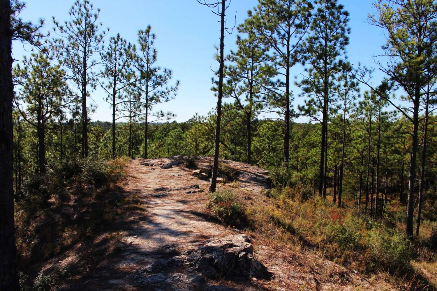 Secrets-Of-Louisiana8217s-Kisatchie-Hills-Trails secrets-of-louisianas-kisatchie-hills-trails