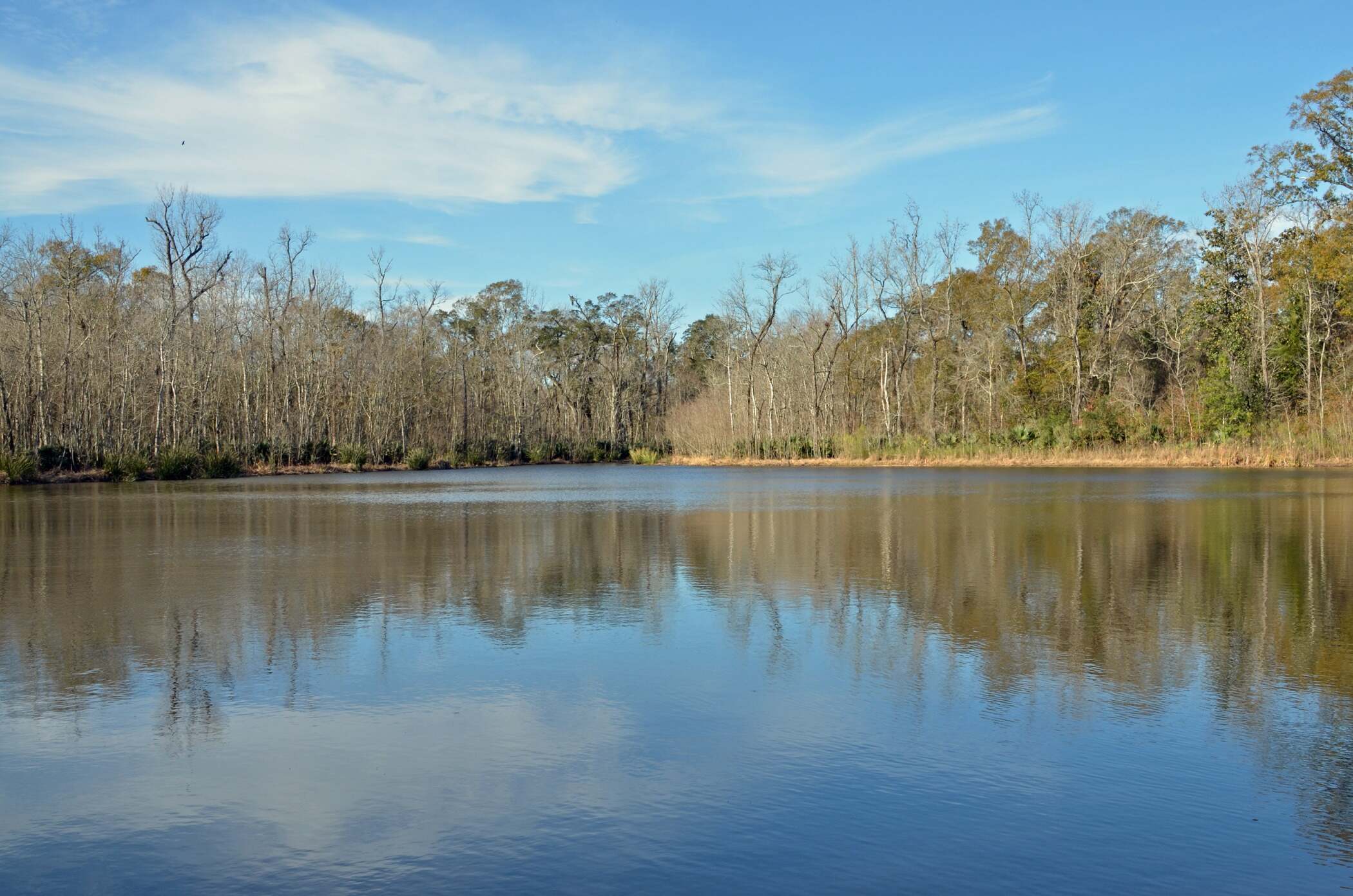 Secrets-Of-Louisiana8217s-Palmetto-Island secrets-of-louisianas-palmetto-island
