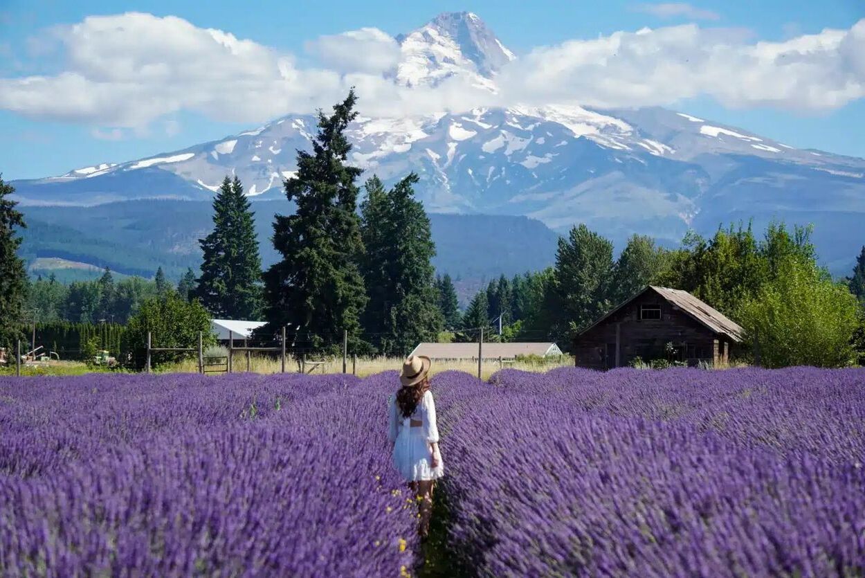 Secrets-Of-Washington8217s-Lavender-Farms-In-The-Pacific-Northwest secrets-of-washingtons-lavender-farms-in-the-pacific-northwest