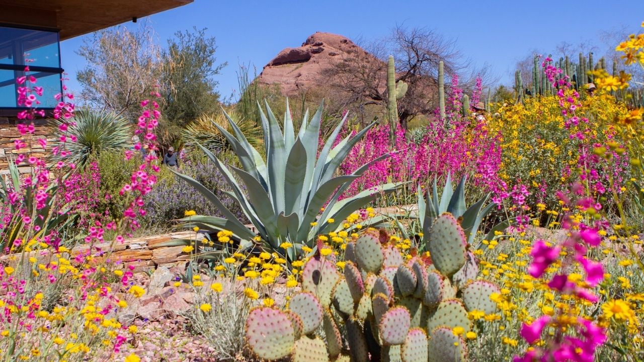 tucsons-hidden-desert-gardens