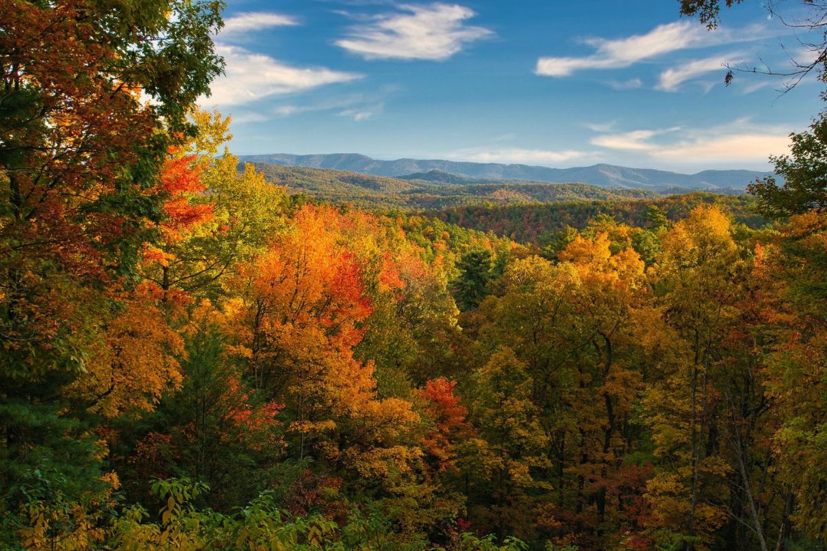vermonts-secret-forest-trails-for-nature-therapy