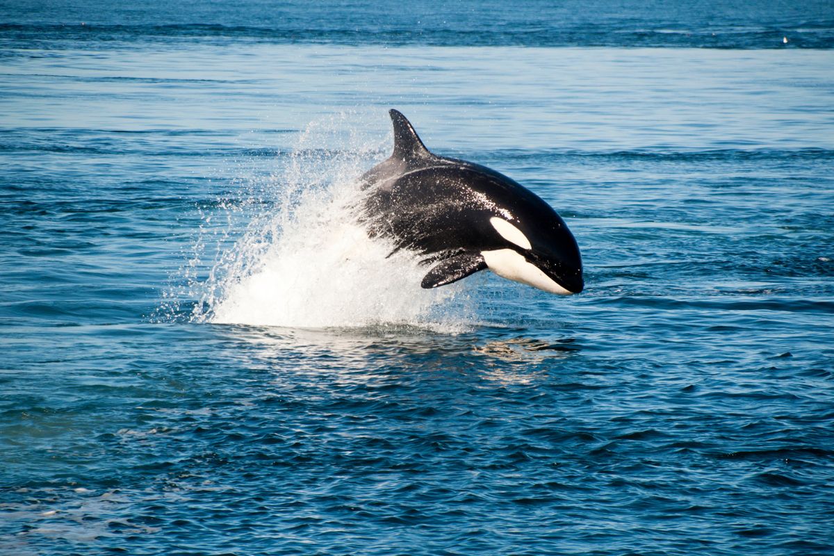 Washington8217s-Secret-Whale-Watching-Spots-Off-The-Beaten-Path washingtons-secret-whale-watching-spots-off-the-beaten-path