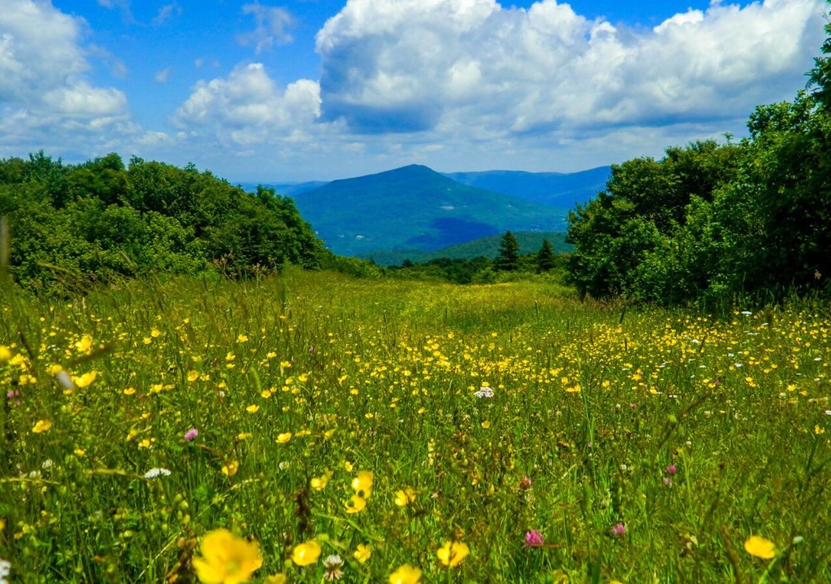 Whispers-Of-Vermont8217s-Mountain-Meadows whispers-of-vermonts-mountain-meadows