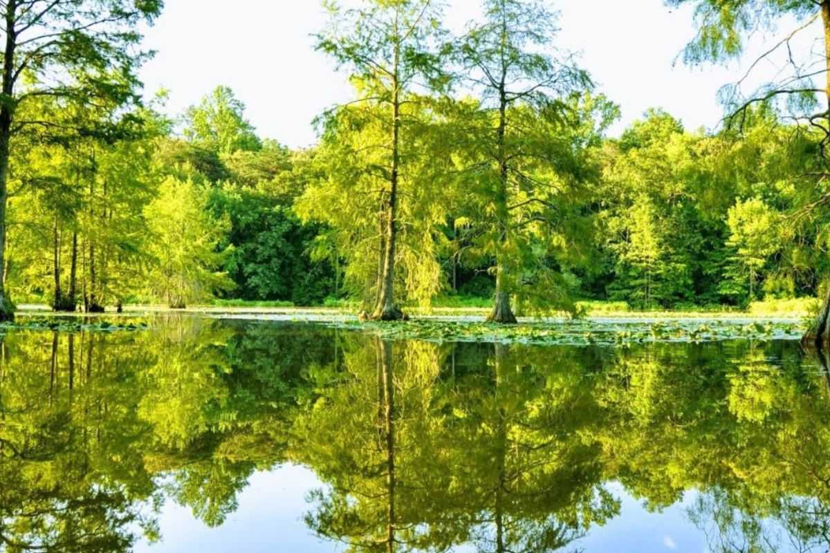Delaware8217s-Secret-Northernmost-Baldcypress-Trees-At-Trap-Pond delawares-secret-northernmost-baldcypress-trees-at-trap-pond