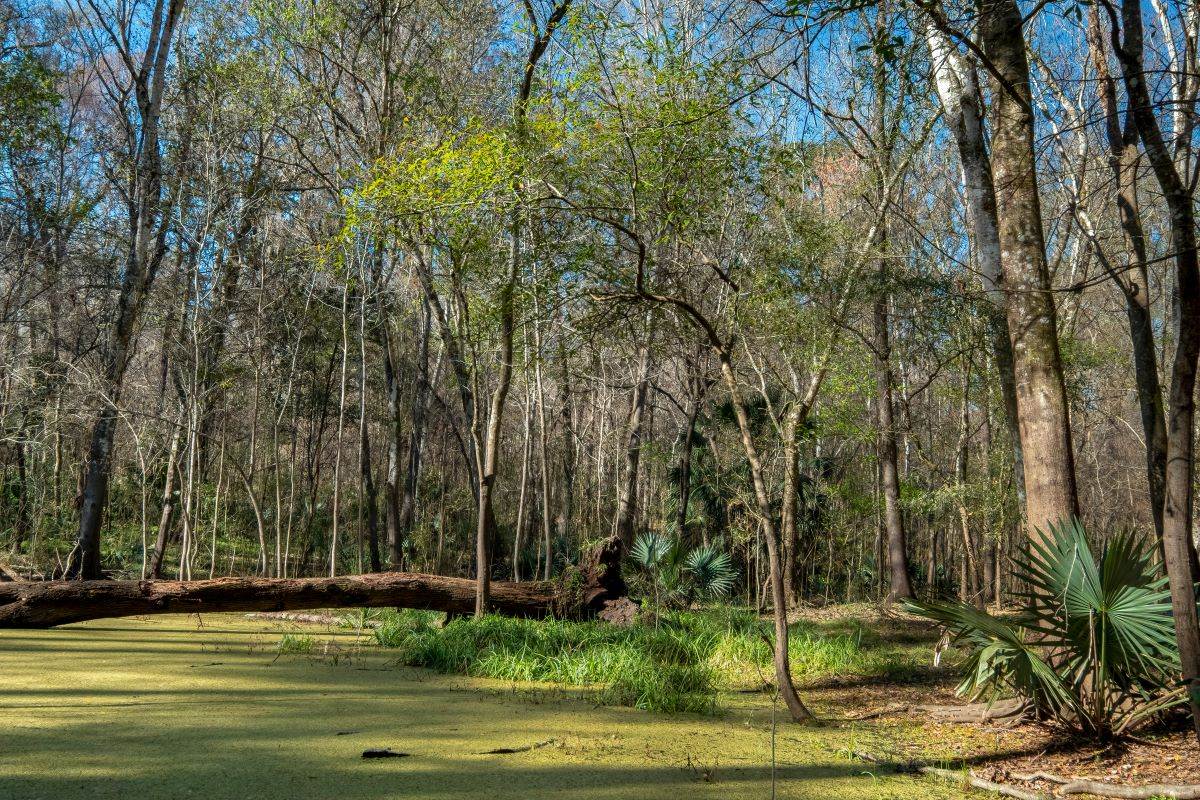 Hidden-Battlefields-Of-Florida8217s-San-Felasco hidden-battlefields-of-floridas-san-felasco