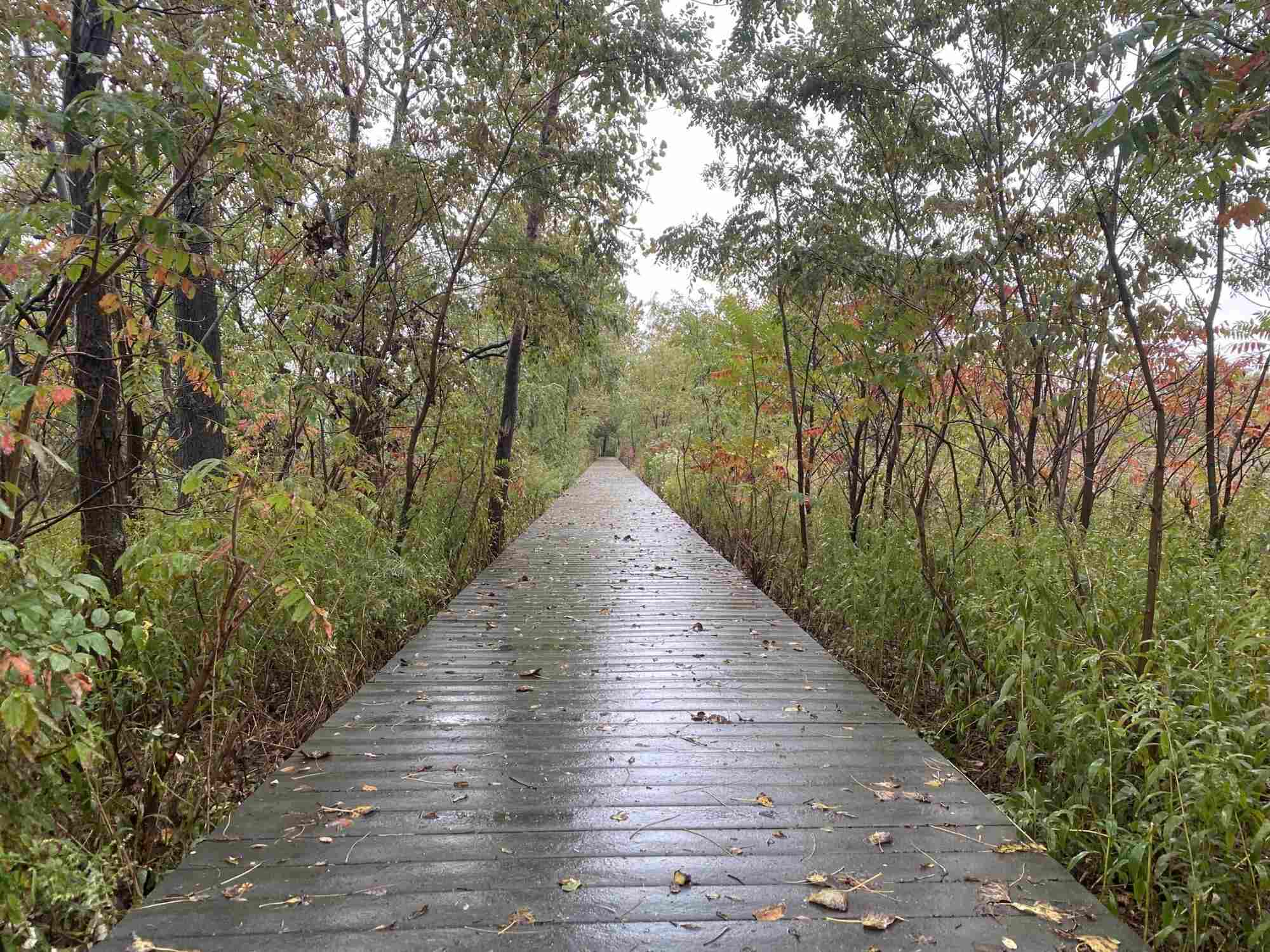 hidden-paths-in-new-jerseys-liberty-forest